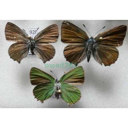 Callophrys rubi (Linnaeus, 1758) pair+1 Poland92f